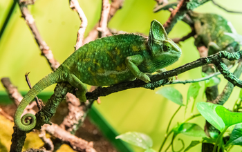 Madagascar Cruise Excursions: Wildlife, Lemurs & Island Tours